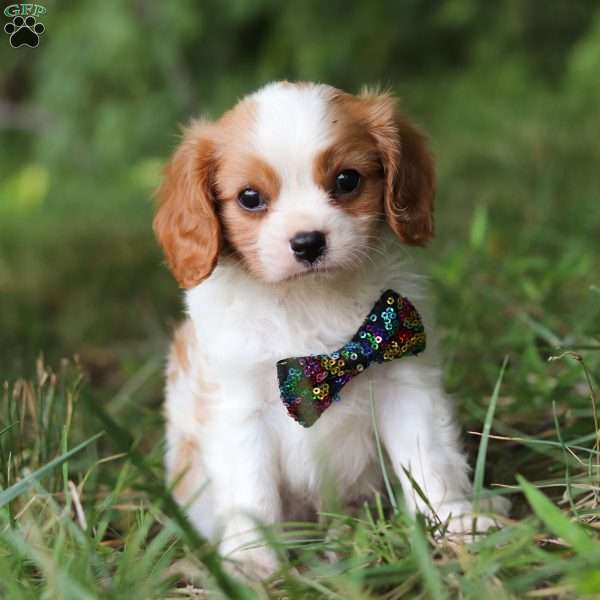 Comet, Cavalier King Charles Spaniel Puppy